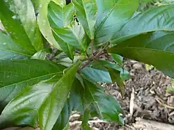 Foliage