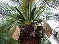 New inflorescences