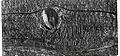 Section with knothole