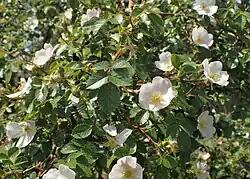 Flowers and foliage