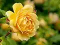 'Golden Celebration'[16]