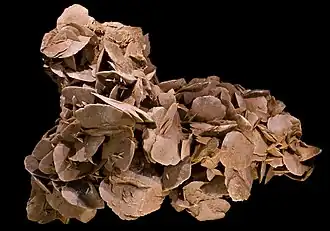 Desert rose, 47 cm long