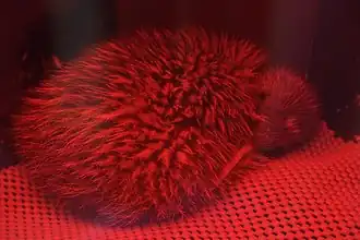 Chick in brood box