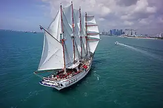 Royal Albatross