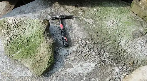 Wrinkled Kinneyia-type sedimentary structures formed beneath cohesive microbial mats in peritidal zones.[107]