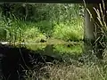 Simonson Brook at Barbieri Court, under a pipe