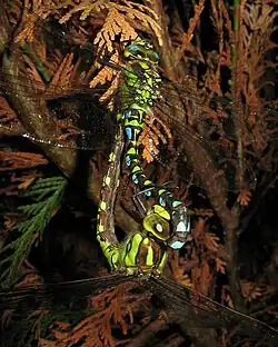 Mating