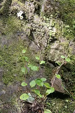 Habit and habitat