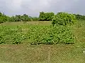 Sabile wineyard