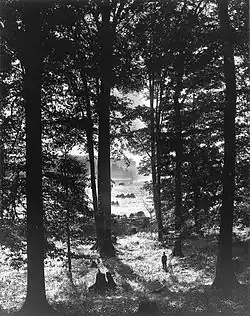 The Sacred Grove, where Joseph Smith experienced his first theophany, in 1907