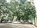Sacred fig tree at BMU campus.