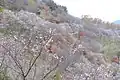 Sakurayama in winter