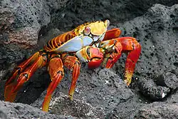 Image 15Grapsus grapsus, a terrestrial crab (from Malacostraca)
