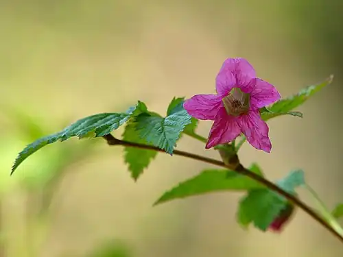 Salmonberry blossom