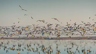 Salton Sea
