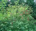 Clusters of berries of subsp. racemosa
