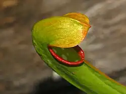Close-up on Sarracenia minor pitcher
