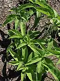 Leaves