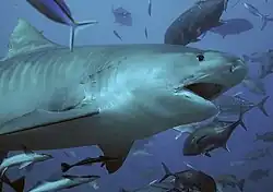 A Tigershark.