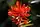 Castilleja coccinea, scarlet Indian paintbrush, Moonlight Bay vicinity