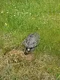 Same turtle during oviposition