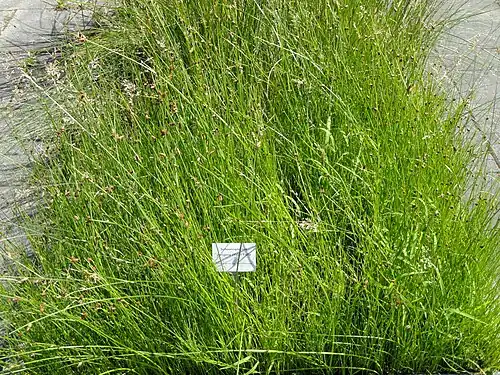 At the Botanical Garden of Goethe University Frankfurt