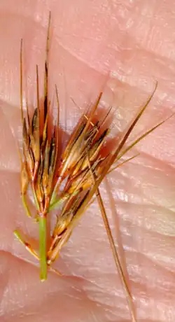 Flowering spikes