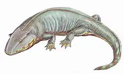 Sclerocephalus hauseri, of the early Permian of Germany