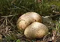 Scleroderma citrinum