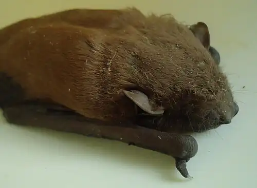 Brown bat