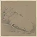 Varaha avatar