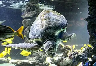 Sea turtle