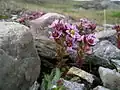Hairy stonecrop.