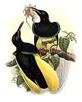 Seleucidis melanoleuca