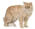 Selkirk Rex