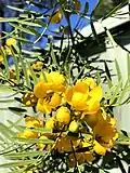Budding flowers