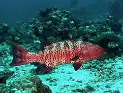 P. p. marisrubri