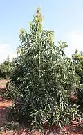 An unpruned Maluma tree. Notice the upright growth and central leader tendency.