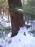 A glove is shown at the base of an old Eastern White Pine for size comparison.
