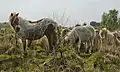 Shetland ponies in the Peel