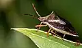 Gynenica sp., adult