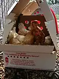 Shipped pullets