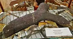 Sigillaria elegans