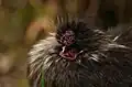 Silkie rooster with purple comb and wattle