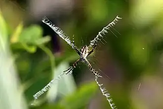 Female in Jamaica
