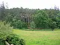 A Scots Pine section of Silverwood seen from the farm entrance.