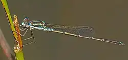 Male, Tasmania, Australia