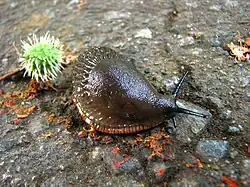 Arion sp., from Vancouver, BC