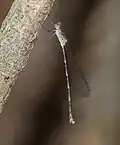 female