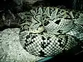 Eryx jaculus